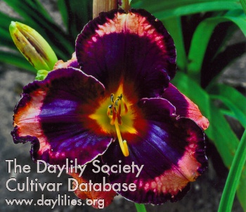 Daylily Sentinelle Au Poste